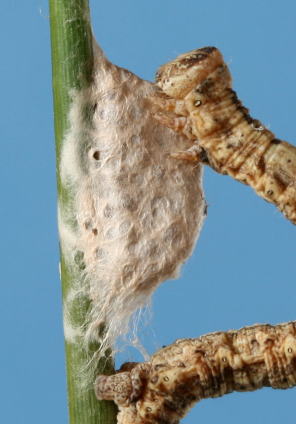 Bruco di geometride e Imenotteri Braconidae
